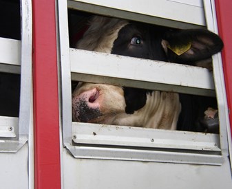 Transport-cows-