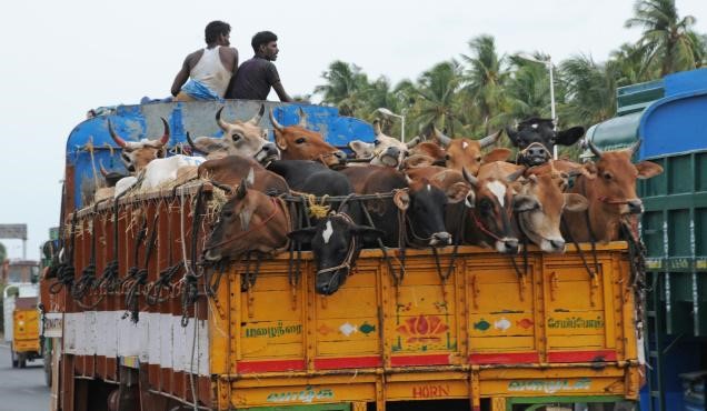 Cows being transported