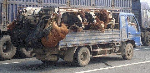 Cows being transported