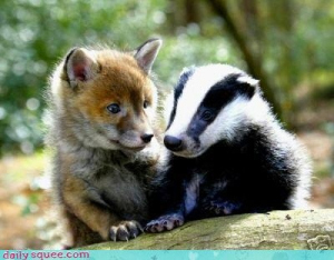 Fox cub and badger cub together