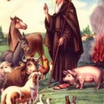 Catholic Concern for Animals in the USA – Catholic Concern for Animals