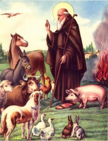 Saints Who Loved Animals Catholic Concern For Animals