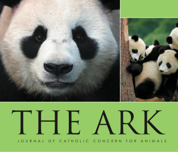 Ark issue 224