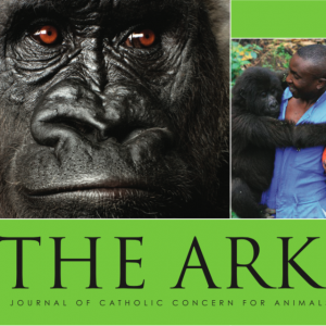 The Ark issue 227